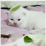 <b>야옹</b>~~ㅋ