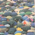 가을소나기 우산<b>단풍</b>.