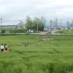 고창 청보리밭 축제 -2