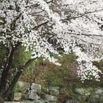 봄의<b>향연</b>