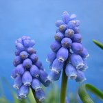 <b>blue</b>, <b>blue</b>!! (10)