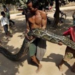 캄보디아 민가에서 잡힌 4.8m짜리 코브라