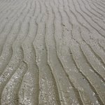 살아있는 <b>갯벌</b> (2)