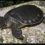 돼지코거북과 콘스<b>네이크</b>