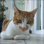 <b>울집</b> 냥이~랭이^^