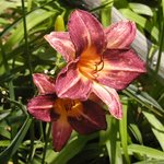 <b>변색</b> 원추리