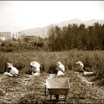 <b>농촌</b>소경