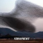 산을 삼킬듯한 가창<b>오리</b>떼의 화려한 군무