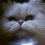 <b>폰캠</b>으로 찍은 숙이