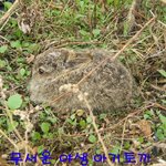 무서운 아기 산토끼