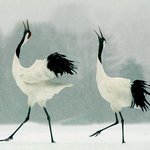 synchronized <b>dancing</b>