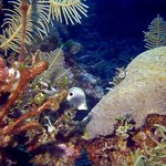 bahamas diving <b>pics</b> 33