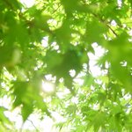 백양사 <b>단풍</b>나무 잎 사이로 비치는 햇살