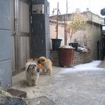 맹랑한 <b>삽살개</b>