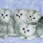 아기 야옹이들이 <b>일렬</b>루..넘 이쁘다..