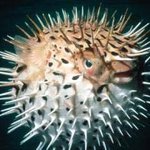 바닷속<b>생물</b>4