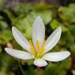 흰꽃나도<b>사프란</b>