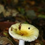 이 <b>버섯</b>마을에 스머프가 살고 있을까? (1)