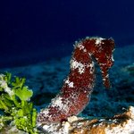 아름다운 바다 <b>생물</b> 02