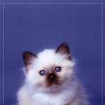 아기 고양이 <b>독사진</b>..