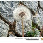 ╋.'... 할머니 곁에.. <b>민들</b>래