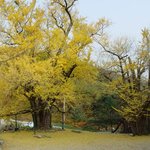 천연기념물 402호 - <b>청도</b> 적천사 은행나무