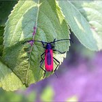 봄꽃이 핀 참나무에서 흔히 볼 수 있는 <b>무늬</b>소주홍하늘소