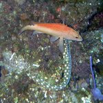 아름다운 바다 <b>생물</b> 03