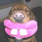 키스해주세요~<b>앞이빨</b>이 부러지도록~