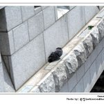 봄날의 <b>햇살</b>을 즐기는 비둘기 한마리.