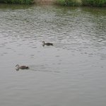 구미동 <b>탄천</b>의 오리들