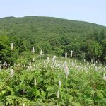 뱀<b>꼬리</b>