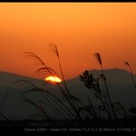 오늘 저 혼자만 <b>올리</b>내예35