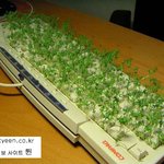 키보드에 새싹<b>채소</b> 기르기