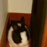 인형같은 우리 토토~