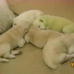 <b>연두색</b> 강아지 본적 있으세요?