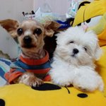 <b>요키</b>와 말티즈..
