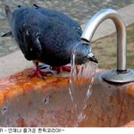 비둘기도 더웠나 <b>부다</b>