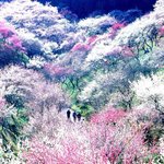 <b>화사</b>한 봄꽃 모음