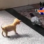 <b>하룻</b> 강아지와 비둘기의 숨막히…