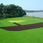 <b>강화</b>의 봄