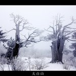 태백산 <b>주목</b>
