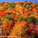 물들인 <b>단풍</b>