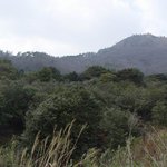 <b>천연</b>기념물 151호 - 백련사 동백림