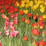 고양꽃박람회20