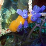 아름다운 바다 <b>생물</b> 05