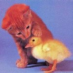 <b>병아리</b>를 예뻐하는 <b>아기</b> 고양이