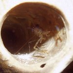 bahamas diving <b>pics</b> 38