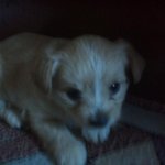 우리집 강아지랍니다 '_  '♡