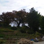 전남 <b>담양</b>의 천년을 향한 보호수(1)